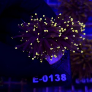 Euphyllia Glabrescens Black Torch Orange tips (2 głowy) WYSIWYG #E0138