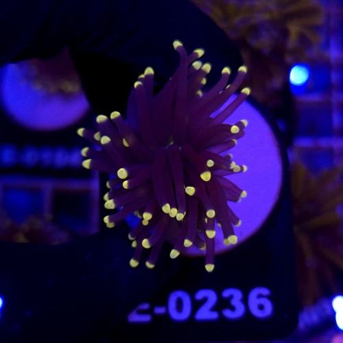 Euphyllia Glabrescens Black Torch Orange tips WYSIWYG #E0236