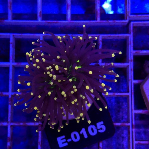 WhatsApp Image 2026-03-20 at 15.39.08 (5).jpeg