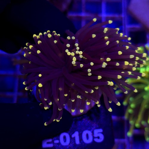 Euphyllia Glabrescens Black Torch Orange tips (2 głowy) WYSIWYG #E0105