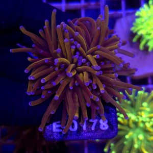 Euphyllia Glabrescens 24k (2 głowy) WYSIWYG #E0178