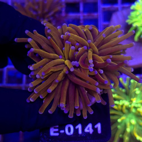 Euphyllia Glabrescens 24k (2 głowy) WYSIWYG #E0141