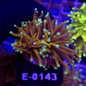 Euphyllia Glabrescens Golden Torch (2 głowy) WYSIWYG #E0143
