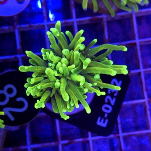 Euphyllia Glabrescens Hellfire Ultra WYSIWYG #E0232
