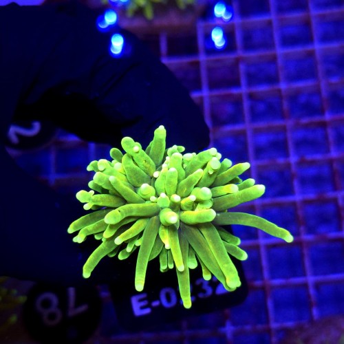 Euphyllia Hellfire Ultra WYSIWYG #E0232 2