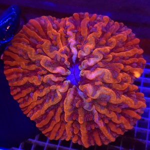 Indophyllia Rainbow Red WYSIWYG #2