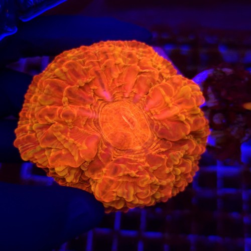 Cynarina Red Gold WYSIWYG #29