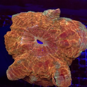 ACANTHOPHYLLIA RAINBOW WYSIWYG #3