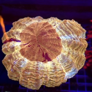  ACANTHOPHYLLIA RAINBOW WYSIWYG #4