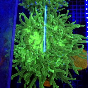 Heliofungia actiniformis WYSIWYG #2