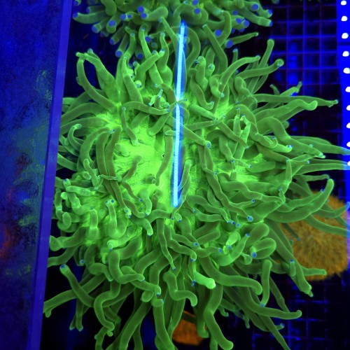 Heliofungia actiniformis WYSIWYG #2