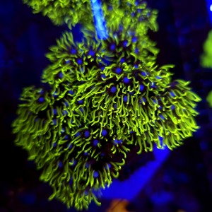 Briareum Fluo Green - frag 