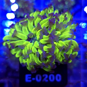 Euphyllia Paraancora Toxic Fluo Grafted (2 głowy) WYSIWYG #E0200