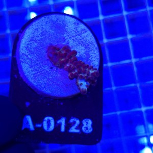 Acropora frag WYSIWYG #A0128