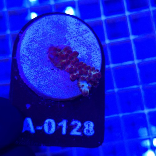 Acropora frag WYSIWYG #A0128