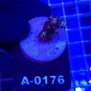 Acropora frag WYSIWYG #A0176