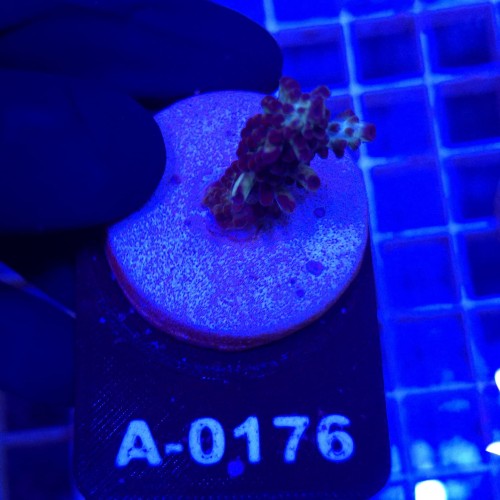 Acropora frag WYSIWYG #A0176
