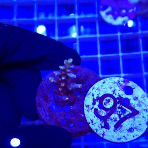Acropora frag WYSIWYG #97