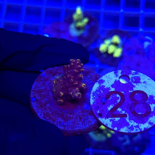 Acropora frag WYSIWYG #28