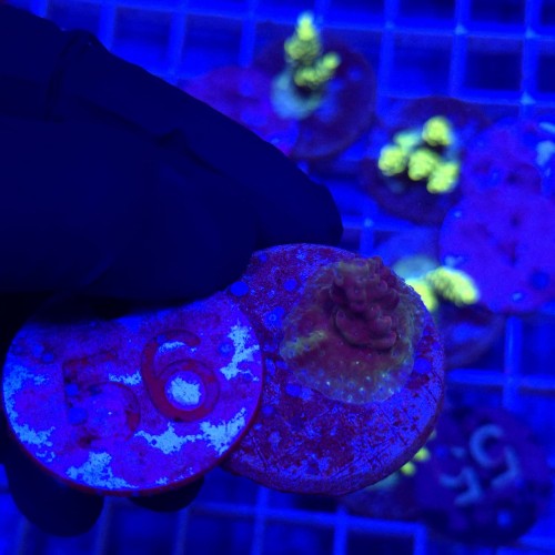 Acropora frag WYSIWYG #56