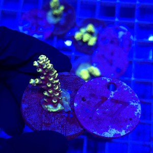 Acropora frag WYSIWYG #77