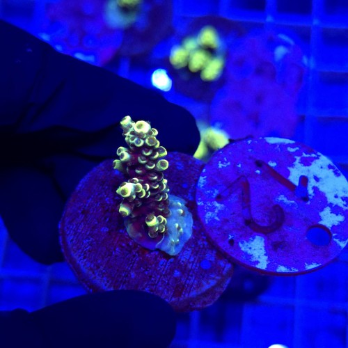 Acropora frag WYSIWYG #12
