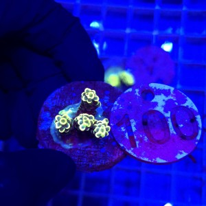 Acropora frag WYSIWYG #100