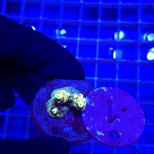 Acropora frag WYSIWYG #1