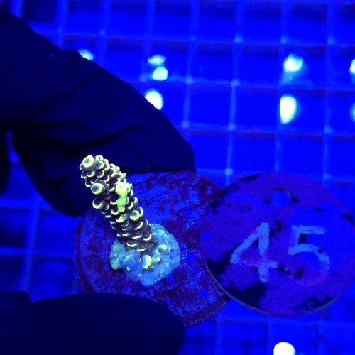 Acropora frag WYSIWYG #45