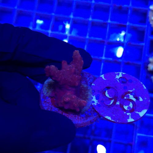 Acropora frag WYSIWYG #96