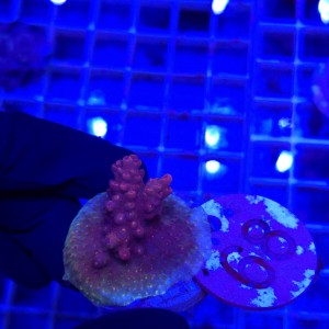 Acropora frag WYSIWYG #68
