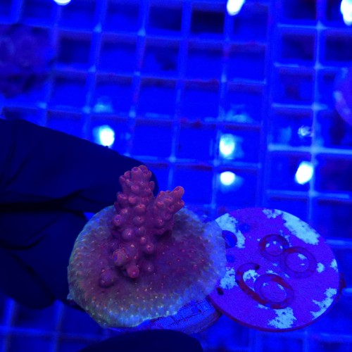 Acropora frag WYSIWYG #68