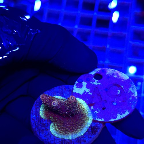 Acropora frag WYSIWYG #49