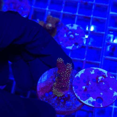 Acropora frag WYSIWYG #97