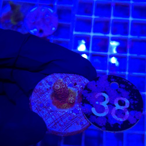 Acropora frag WYSIWYG #38