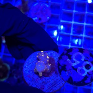 Acropora frag WYSIWYG #85