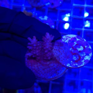 Acropora frag WYSIWYG #800
