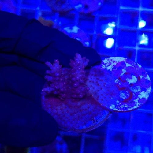 Acropora frag WYSIWYG #800