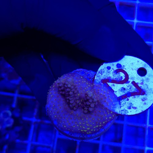 Acropora frag WYSIWYG #27