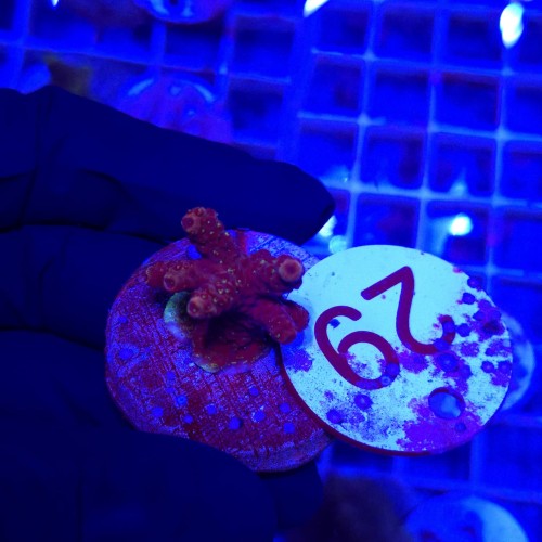 Acropora frag WYSIWYG #29