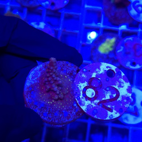 Acropora frag WYSIWYG #82