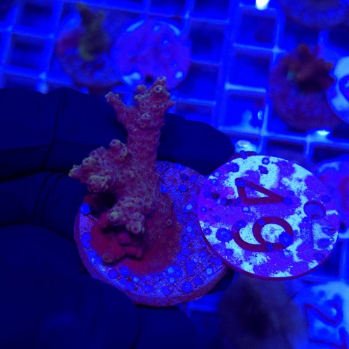 Acropora frag WYSIWYG #49