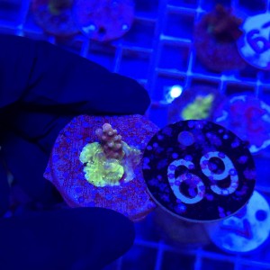 Acropora frag WYSIWYG #69