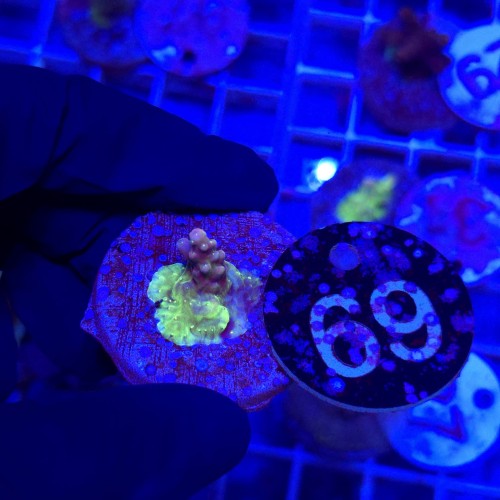 Acropora frag WYSIWYG #69