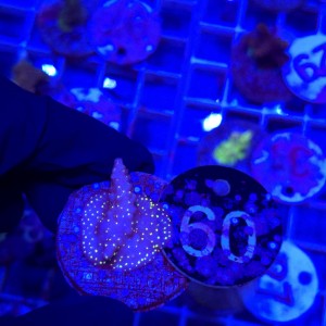 Acropora frag WYSIWYG #60