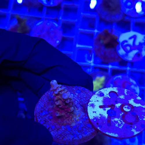 Acropora frag WYSIWYG #78