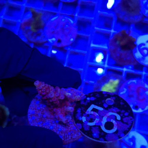 Acropora frag WYSIWYG #56