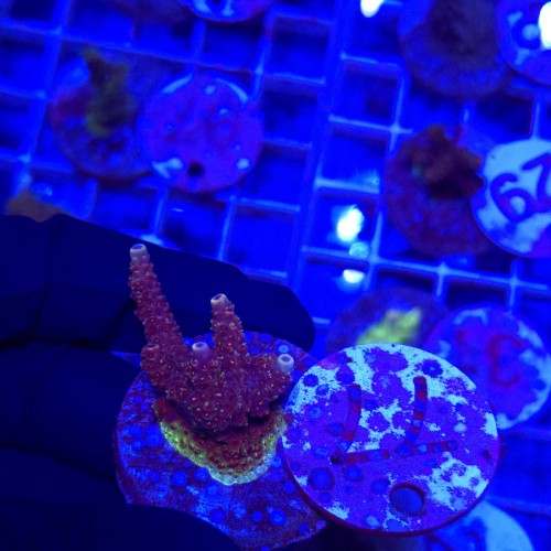 Acropora frag WYSIWYG #77