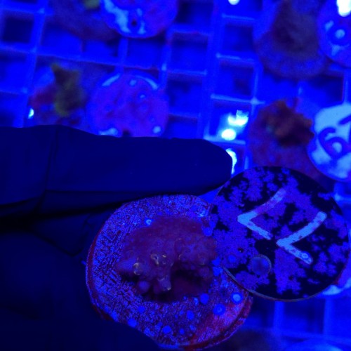 Acropora frag WYSIWYG #77