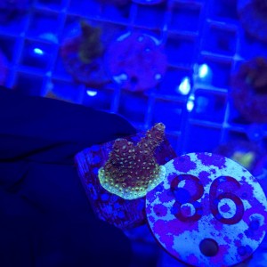 Acropora frag WYSIWYG #98